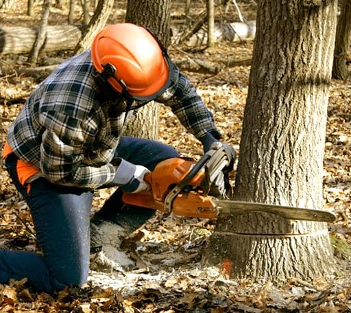 Tree Removal in Weston, ID